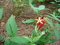 226 Longwood Gardens [2008 August 23]
